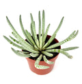 Silver Coral Succulent Senecio Scaposus, Green with White Rosettes, 4 Inch Pot, Live Indoor Plant