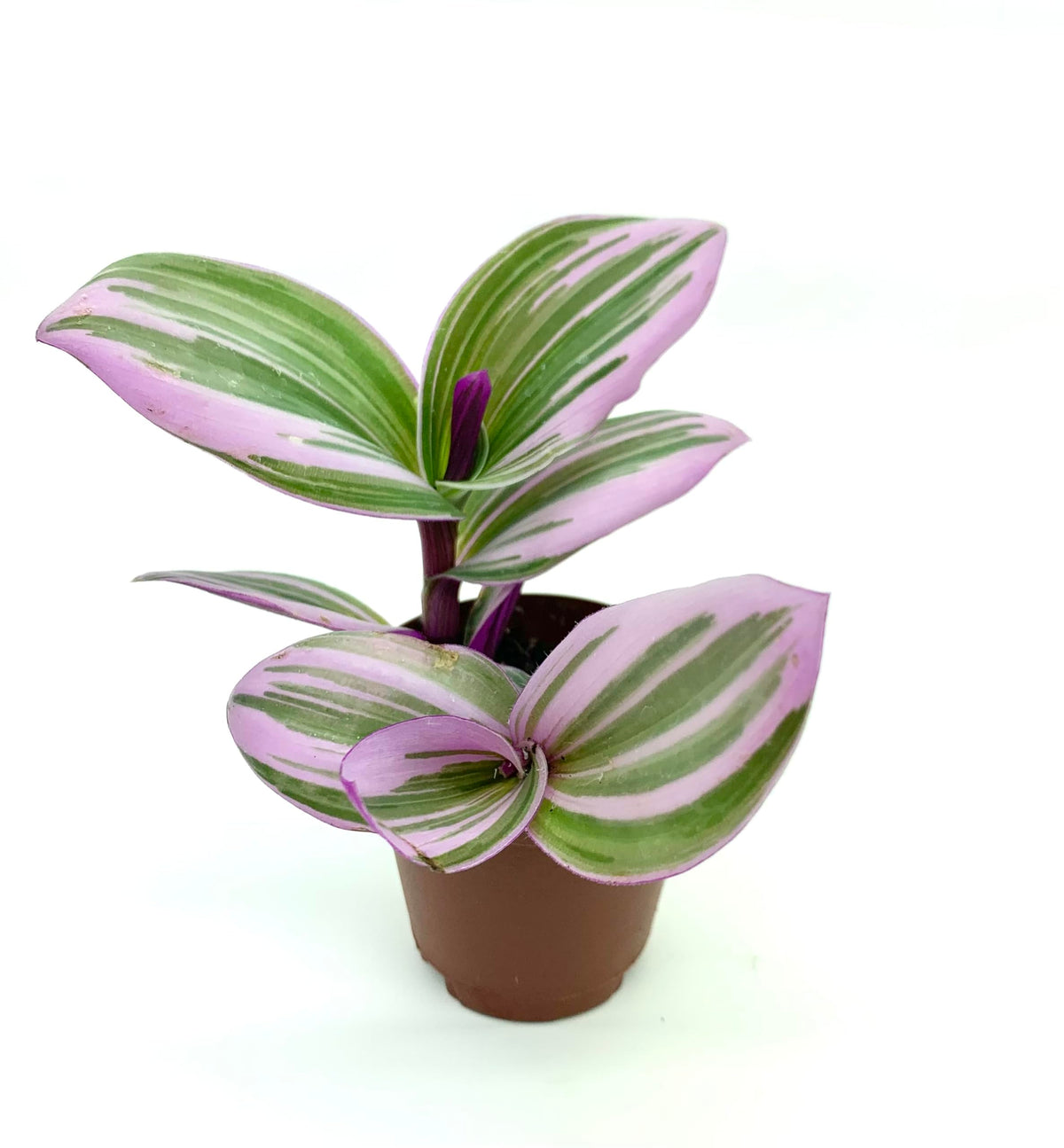 Pink Tradescantia Nanouk Small Houseplants, 2" Pot