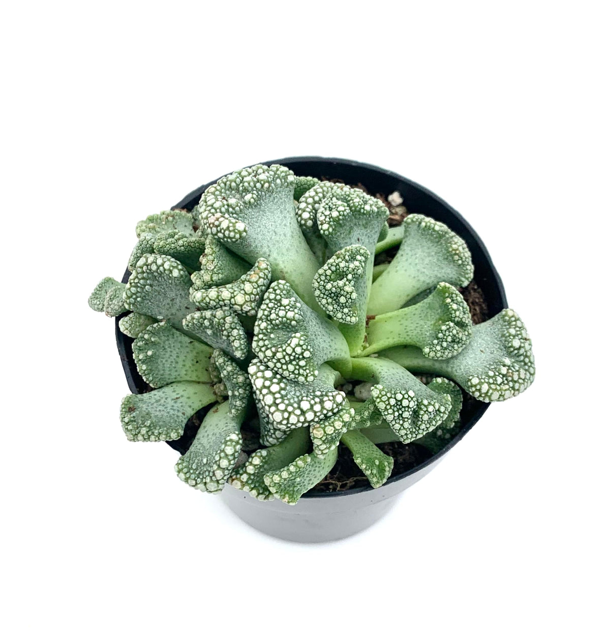 Titanopsis Calcarea Mimicry Succulent, 2.5" Pot