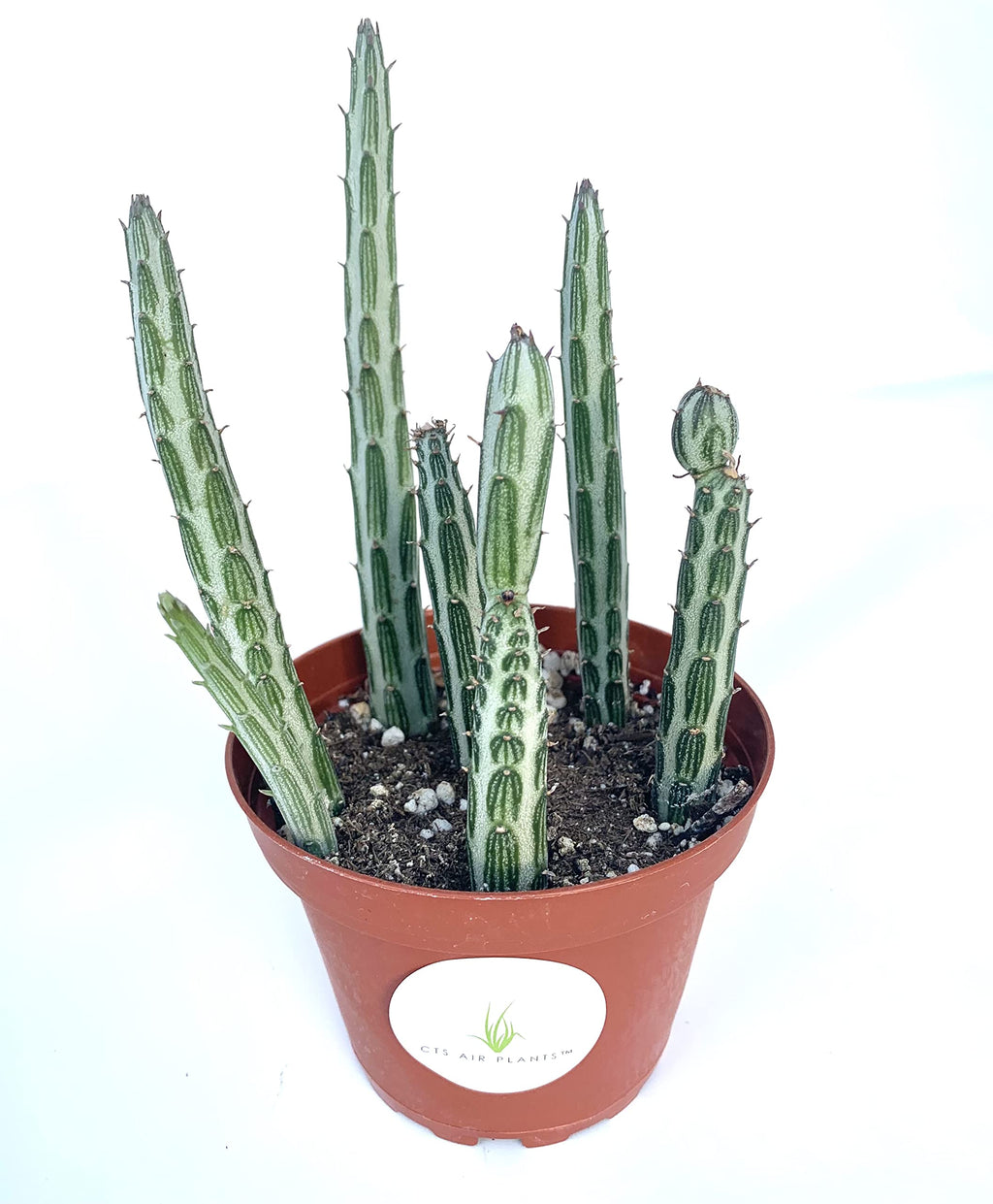 Potted Pickle Plant cactus plant with a visible brand logo on a white background