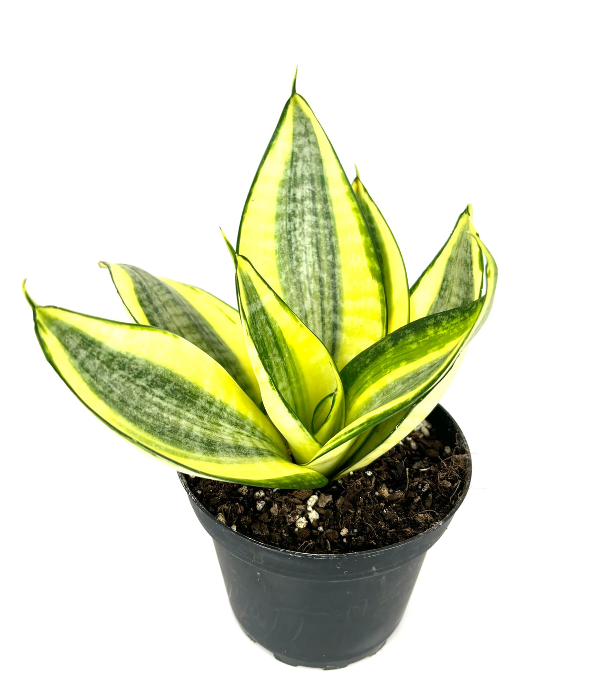 Potted plant with green and yellow leaves on a white background