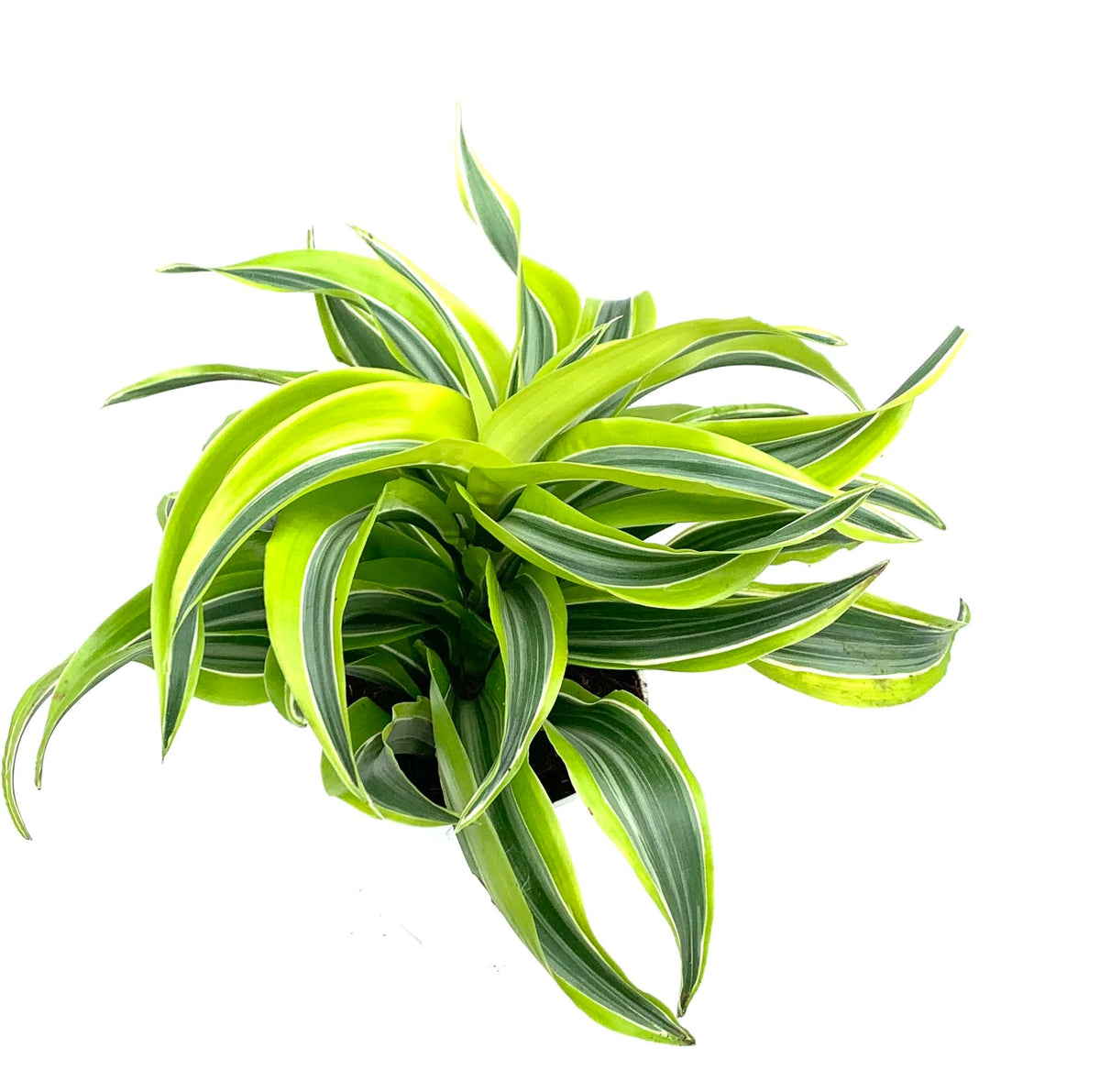 Green dracaena plant with variegated leaves on a white background