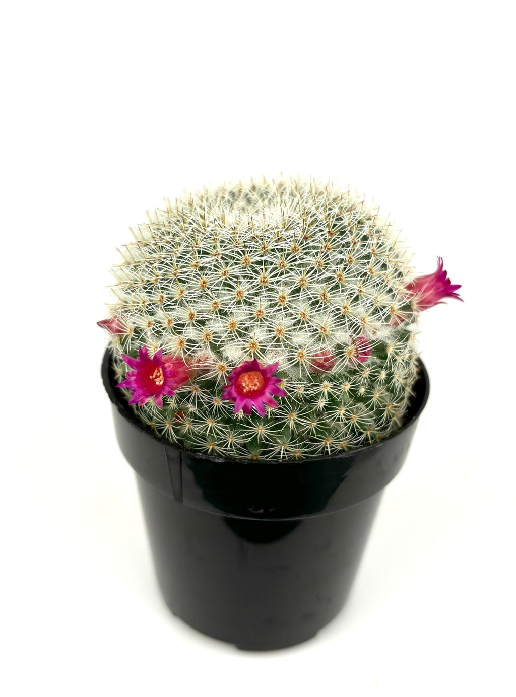 Mammillaria Elegans Cactus, Low Maintenance, Cold Tolerant, 2.5" Pot