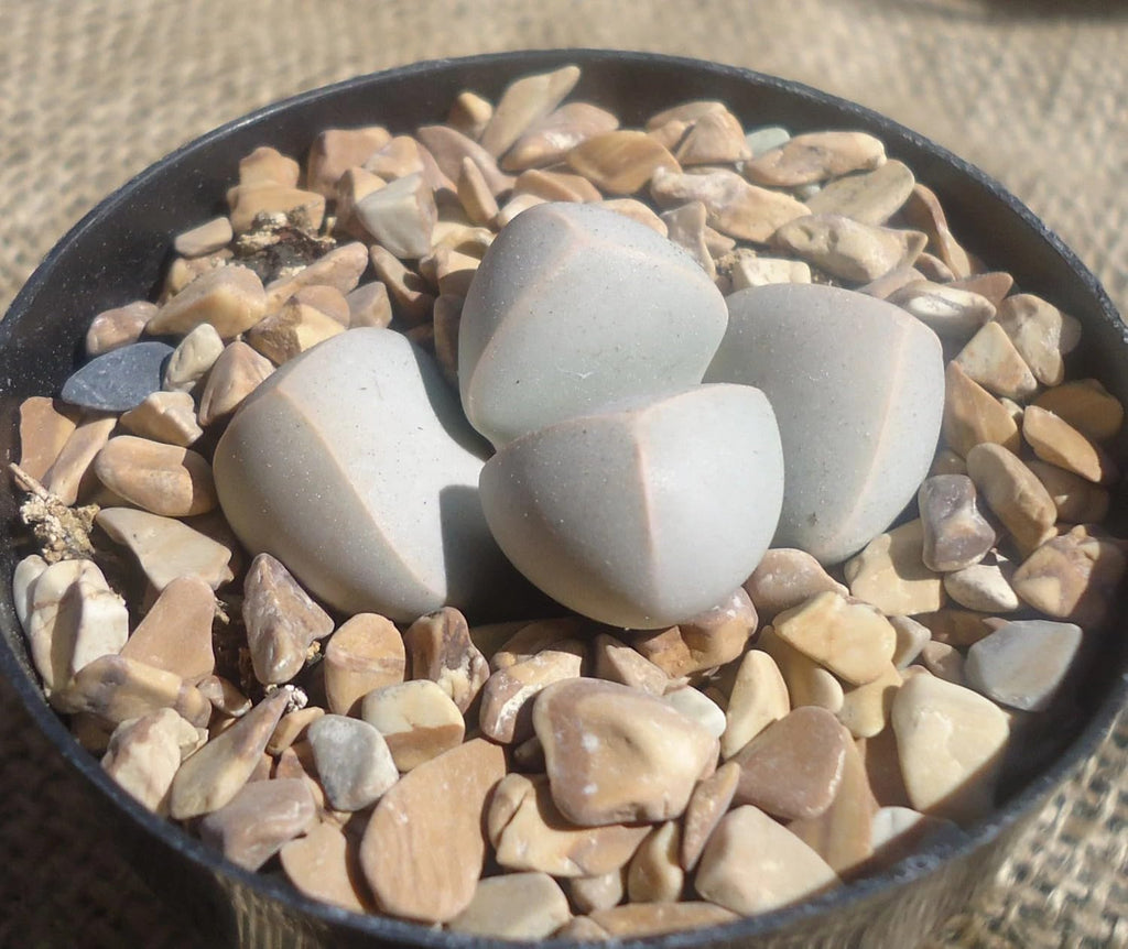 Karoo Split Rock Lapidaria margaretae plant in a pot with decorative stones on a textured surface