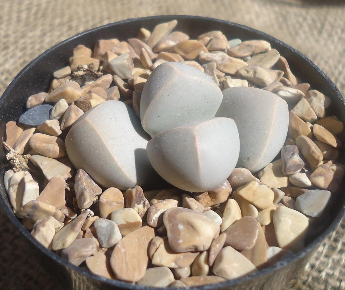 Karoo Split Rock Lapidaria margaretae plant in a pot with decorative stones on a textured surface