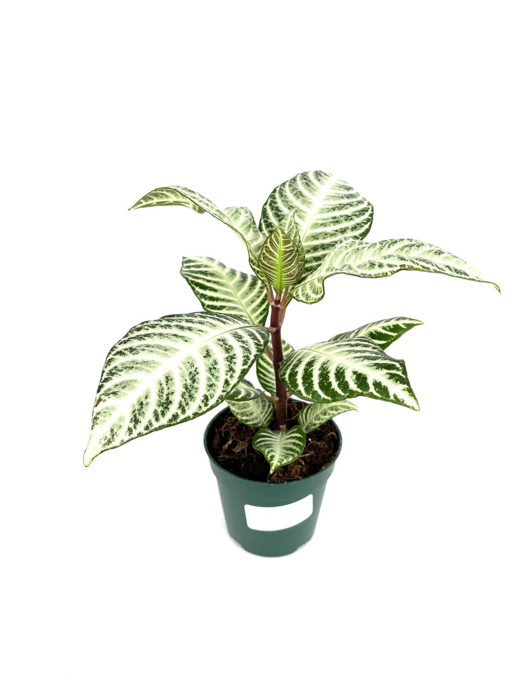 Potted plant with green and white leaves on a white background
