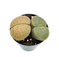 Lithops Succulents Live Potted in 2.5" Pot