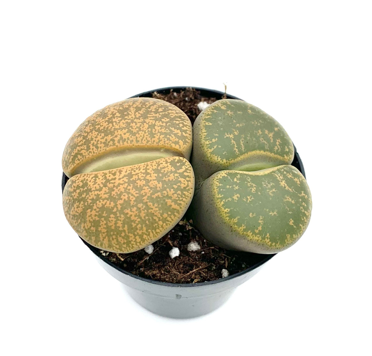 Lithops Succulents Live Potted in 2.5" Pot