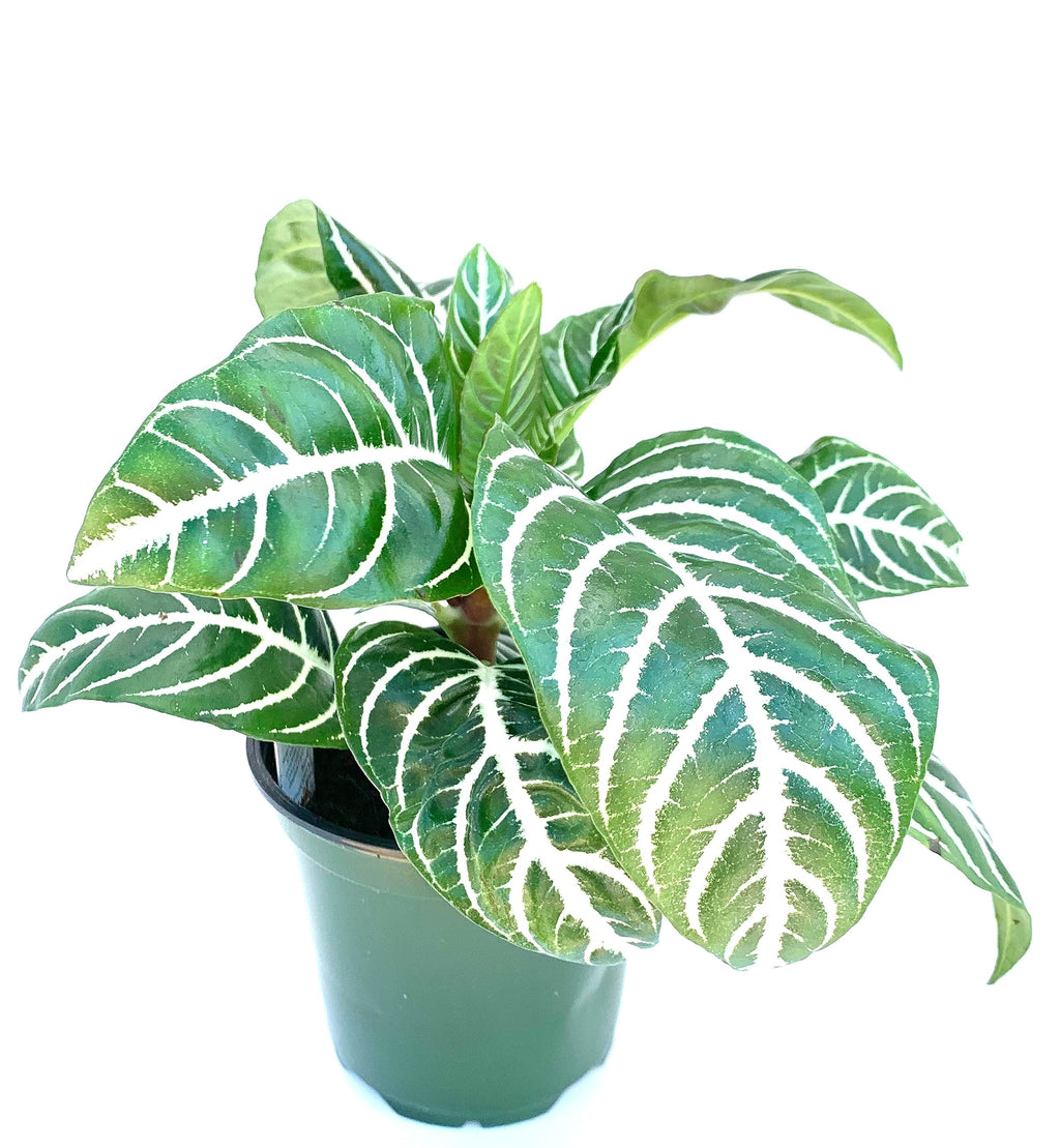 Potted plant with green leaves and white veins on a white background