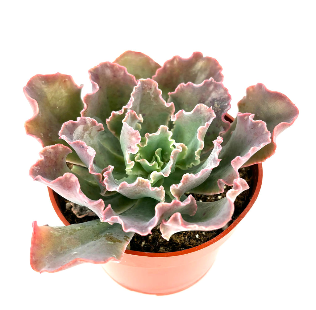 Potted Echeveria Blue Curls succulent plant with wavy leaves on a white background