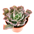Potted Echeveria Blue Curls succulent plant with wavy leaves on a white background