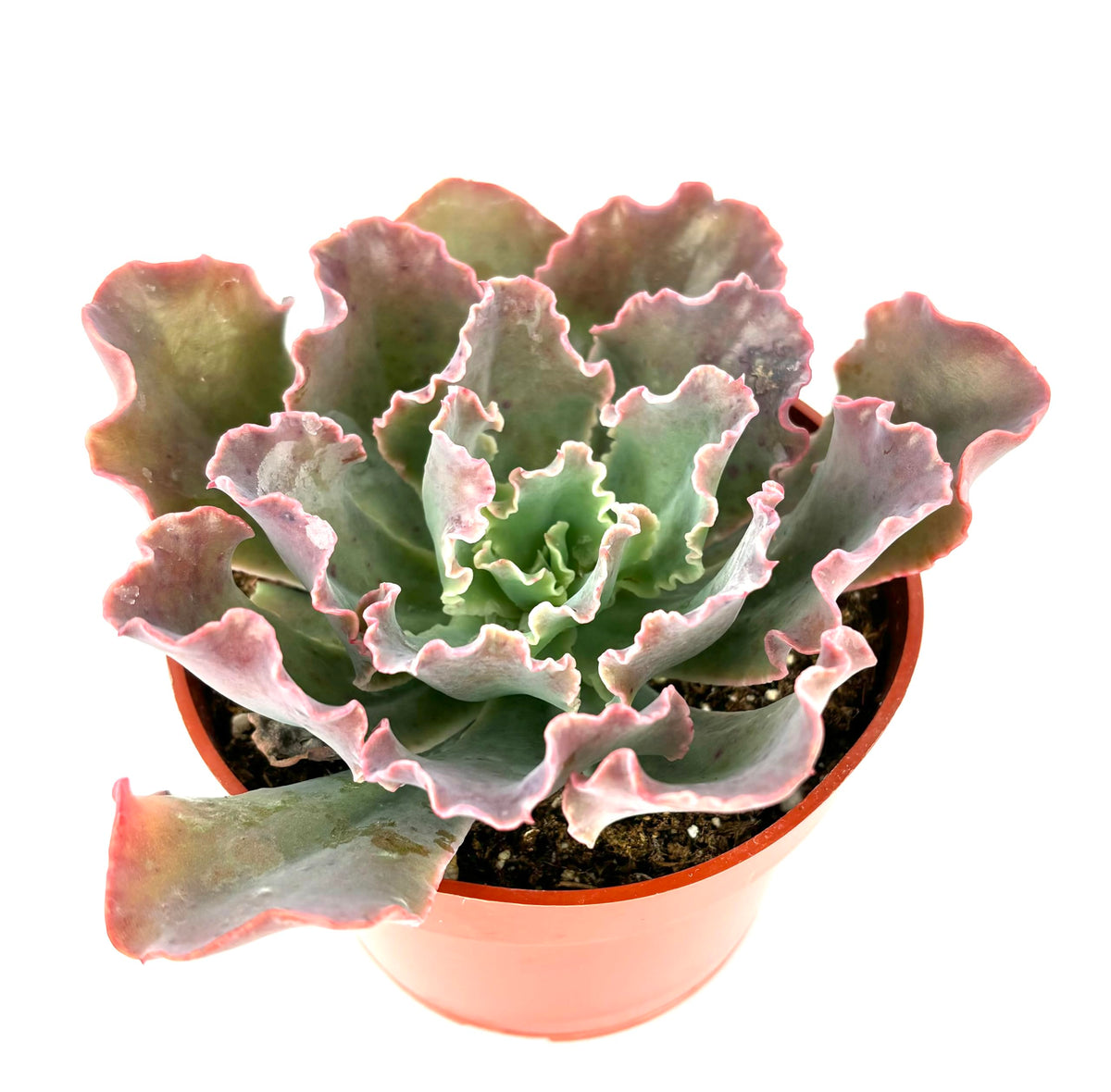 Potted Echeveria Blue Curls succulent plant with wavy leaves on a white background