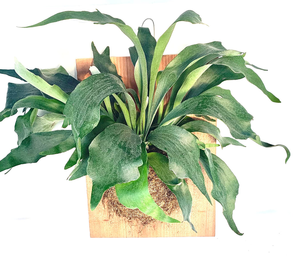 Front view of a mounted staghorn fern with broad green fronds on a wood plaque
