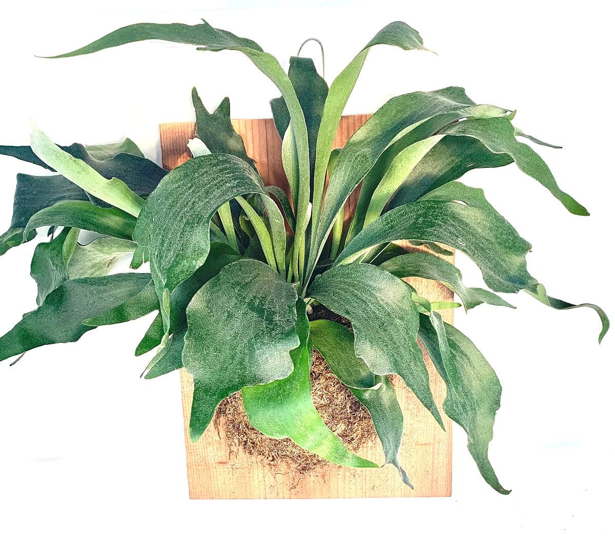 Front view of a mounted staghorn fern with broad green fronds on a wood plaque
