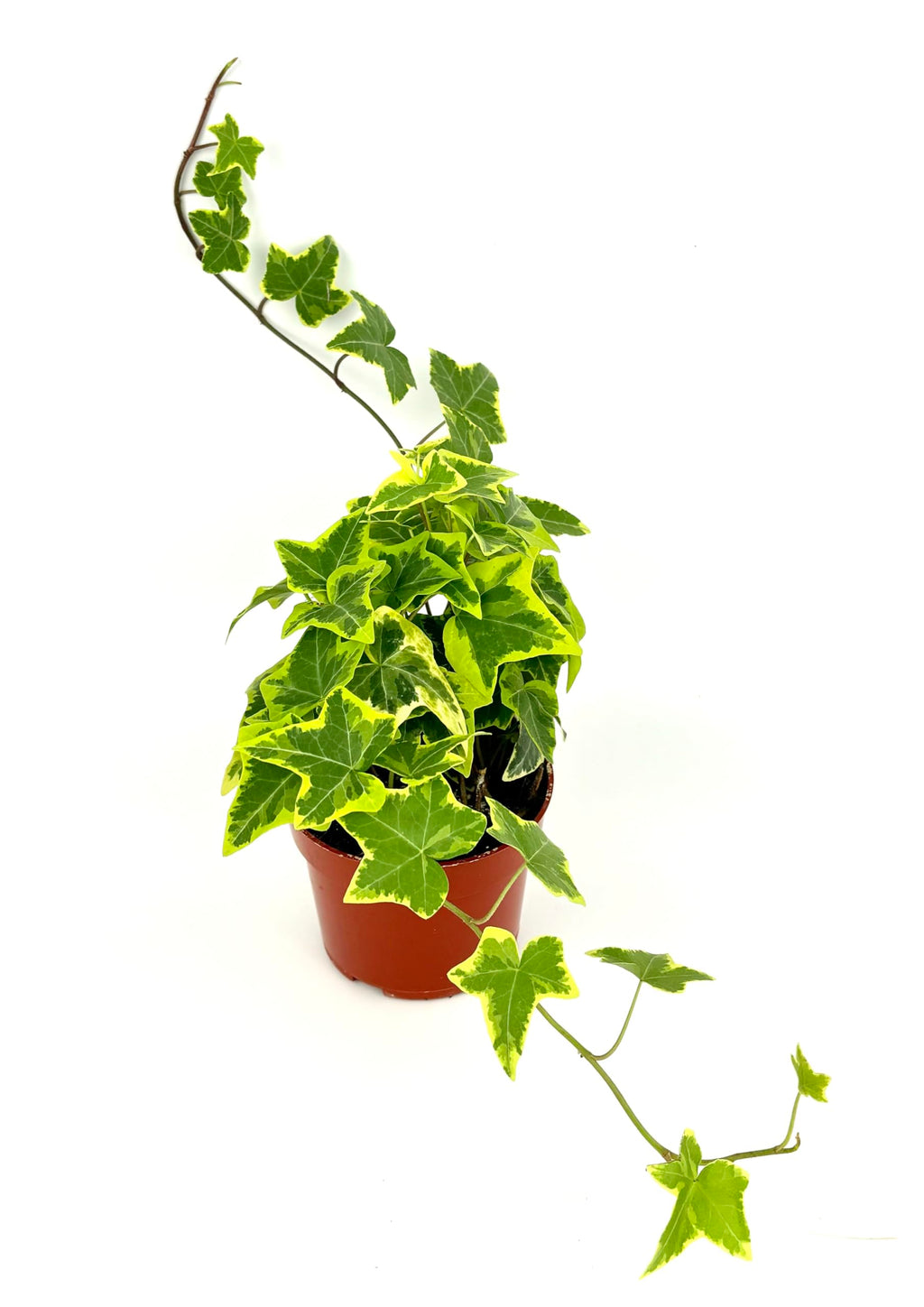 Potted plant with green leaves on a white background