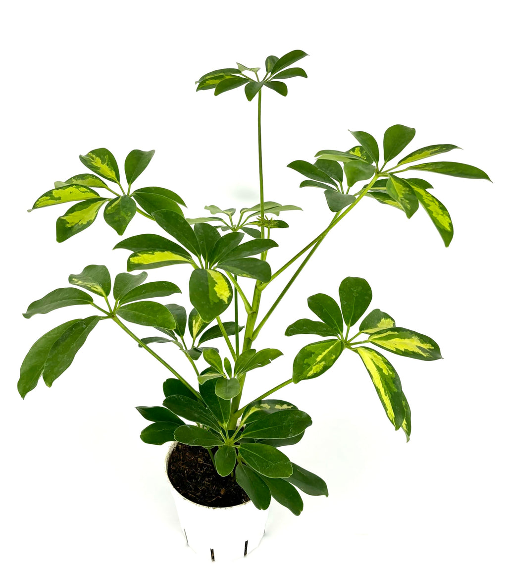 Potted schefflera arboricola gold capella plant with green leaves on a white background