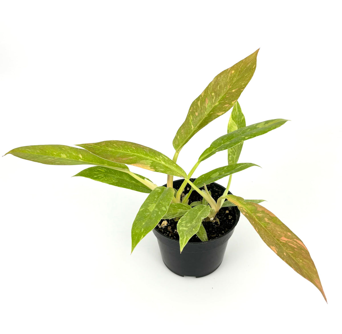 Potted philodendron ring of fire plant with green leaves on a white background