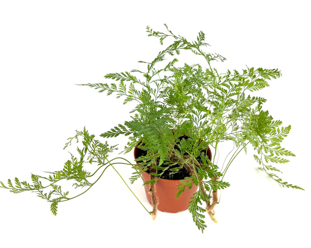Potted fern plant on a white background