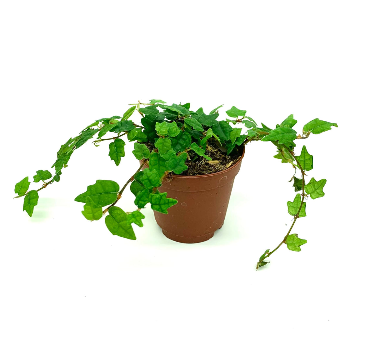 Potted ficus pumila quercifolia plant with green leaves on a white background