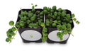 String of Pearls Succulents Senecio Rowleyanus