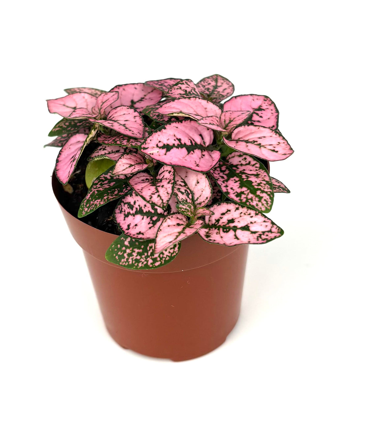 Potted hypoestes splash plant with pink and green leaves on a white background