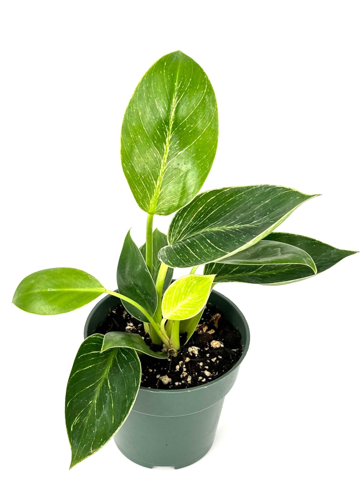 Potted philodendron plant with green leaves on a white background