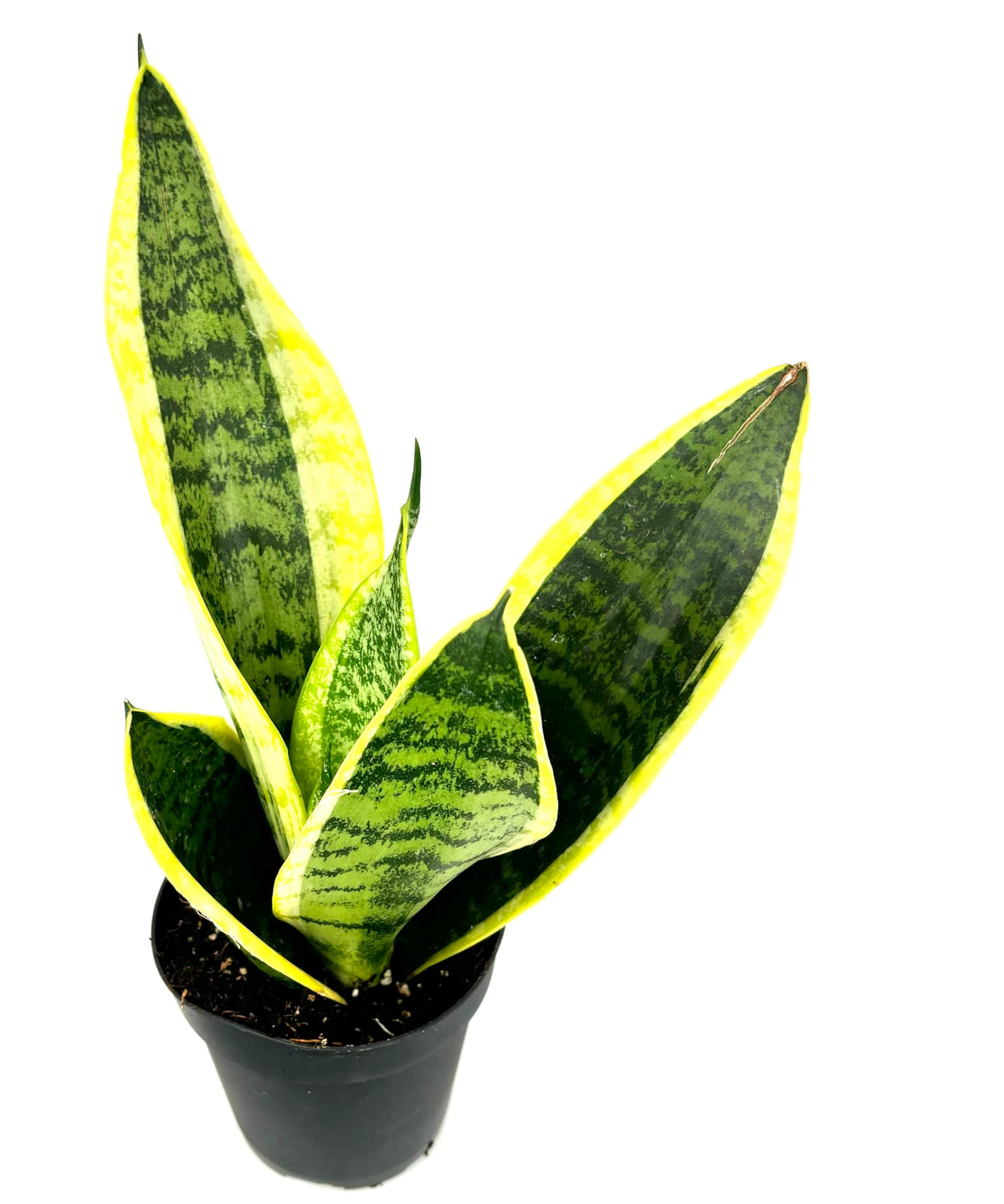 Close view of Sansevieria Futura Superba leaves with yellow margins and dark green horizontal striping


