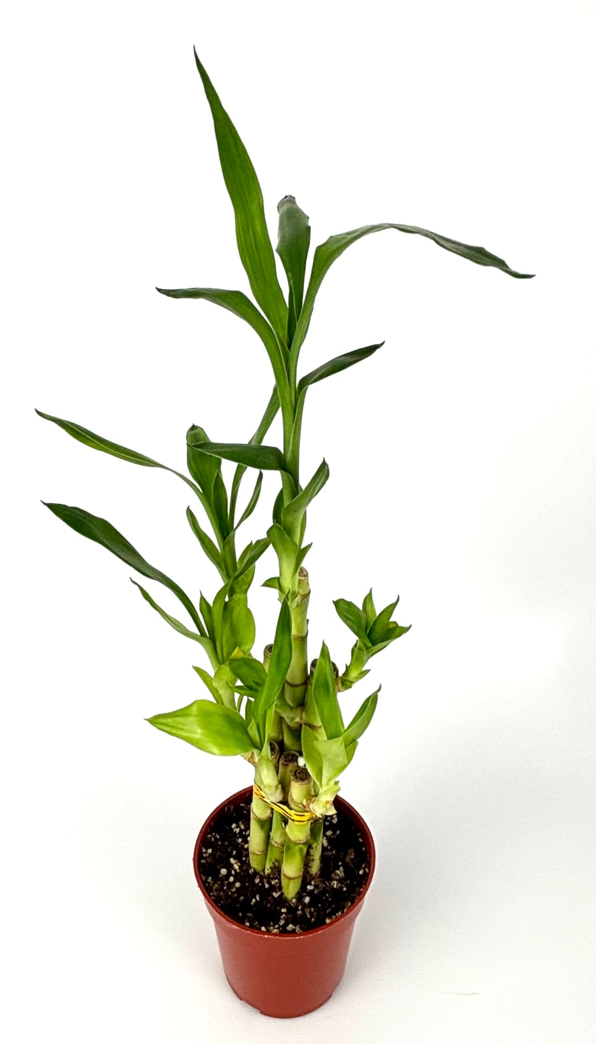 Lucky Bamboo 6 Stalks Good Luck and Wealth Houseplant Home and Office Decor, 4" Pot