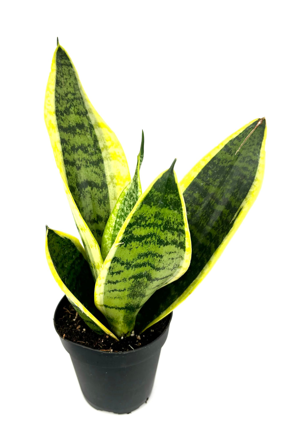 Sansevieria Futura Superba snake plant with green striped leaves and yellow edges in a black nursery pot
