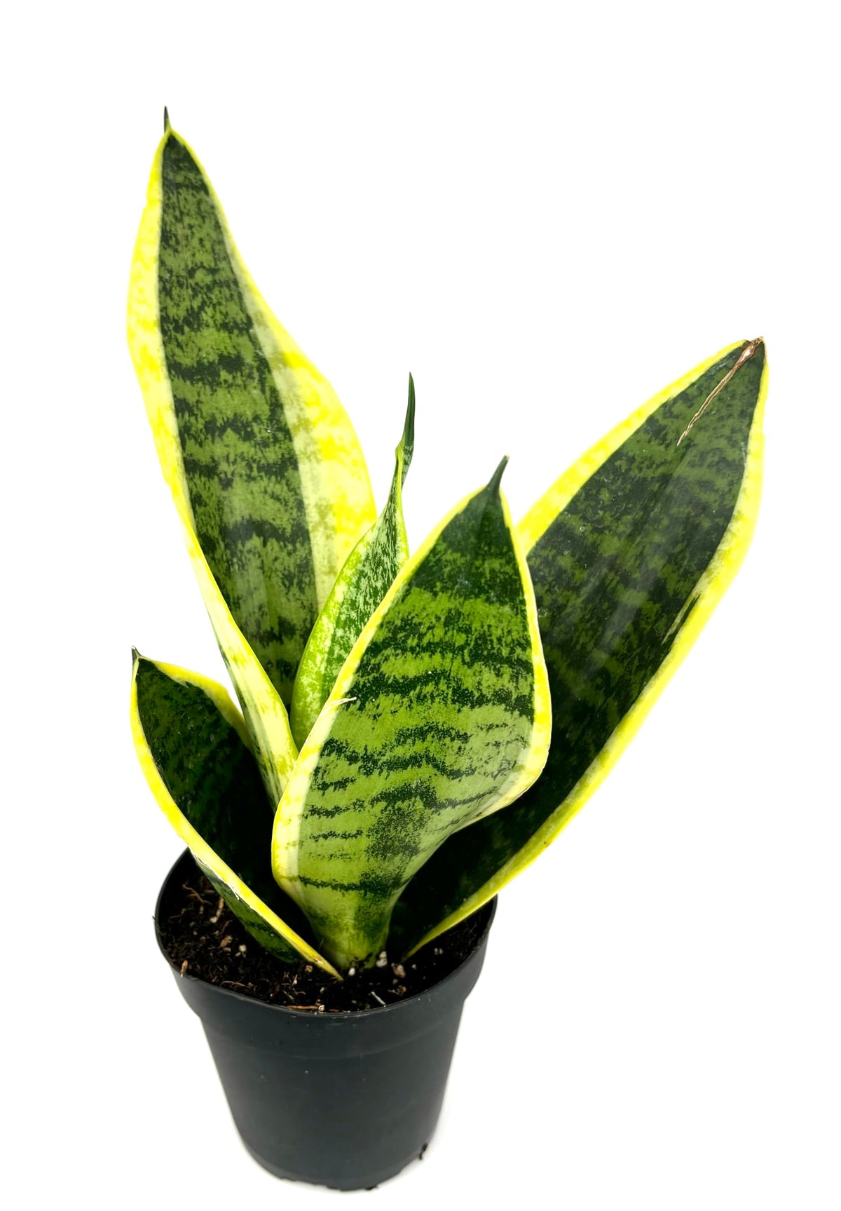 Sansevieria Futura Superba snake plant with green striped leaves and yellow edges in a black nursery pot
