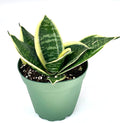 Potted ocean star snake plant with green leaves on a white background
