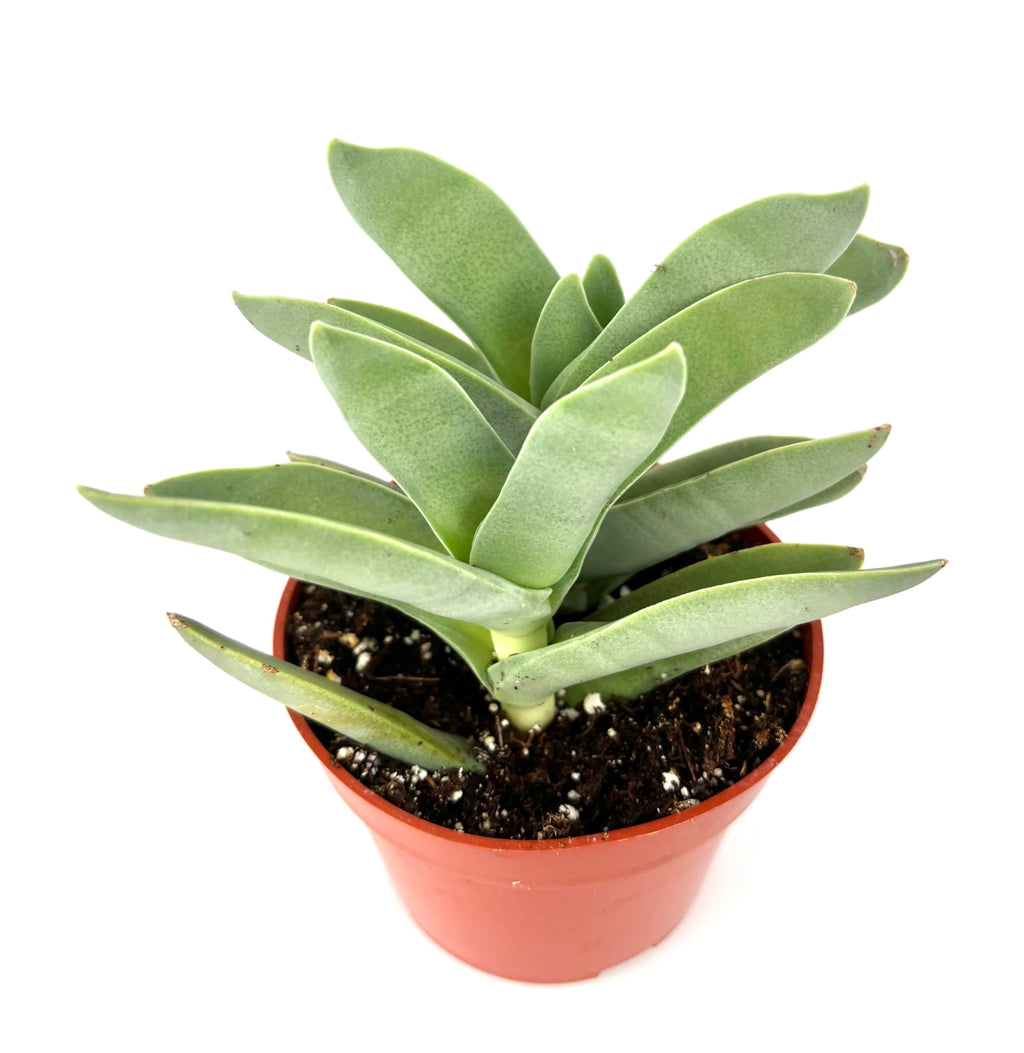 Potted Propeller Succulent plant with green leaves on a white background