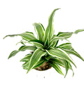 Variegated dracaena green and white plant on a white background