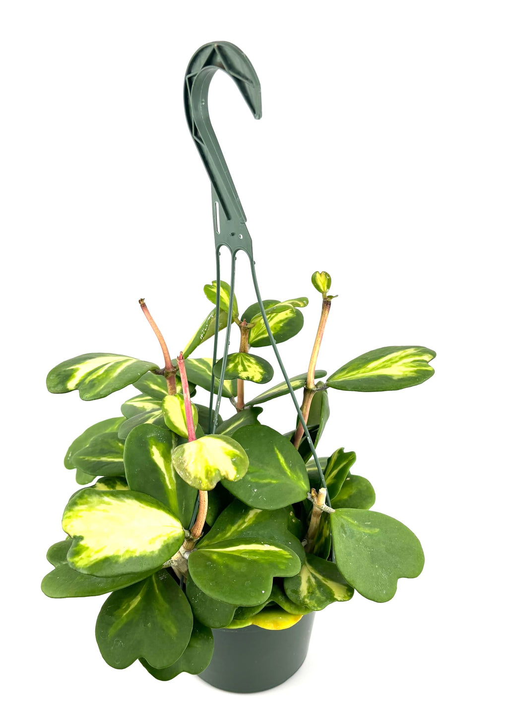 Potted plant with a green hanging basket on a white background