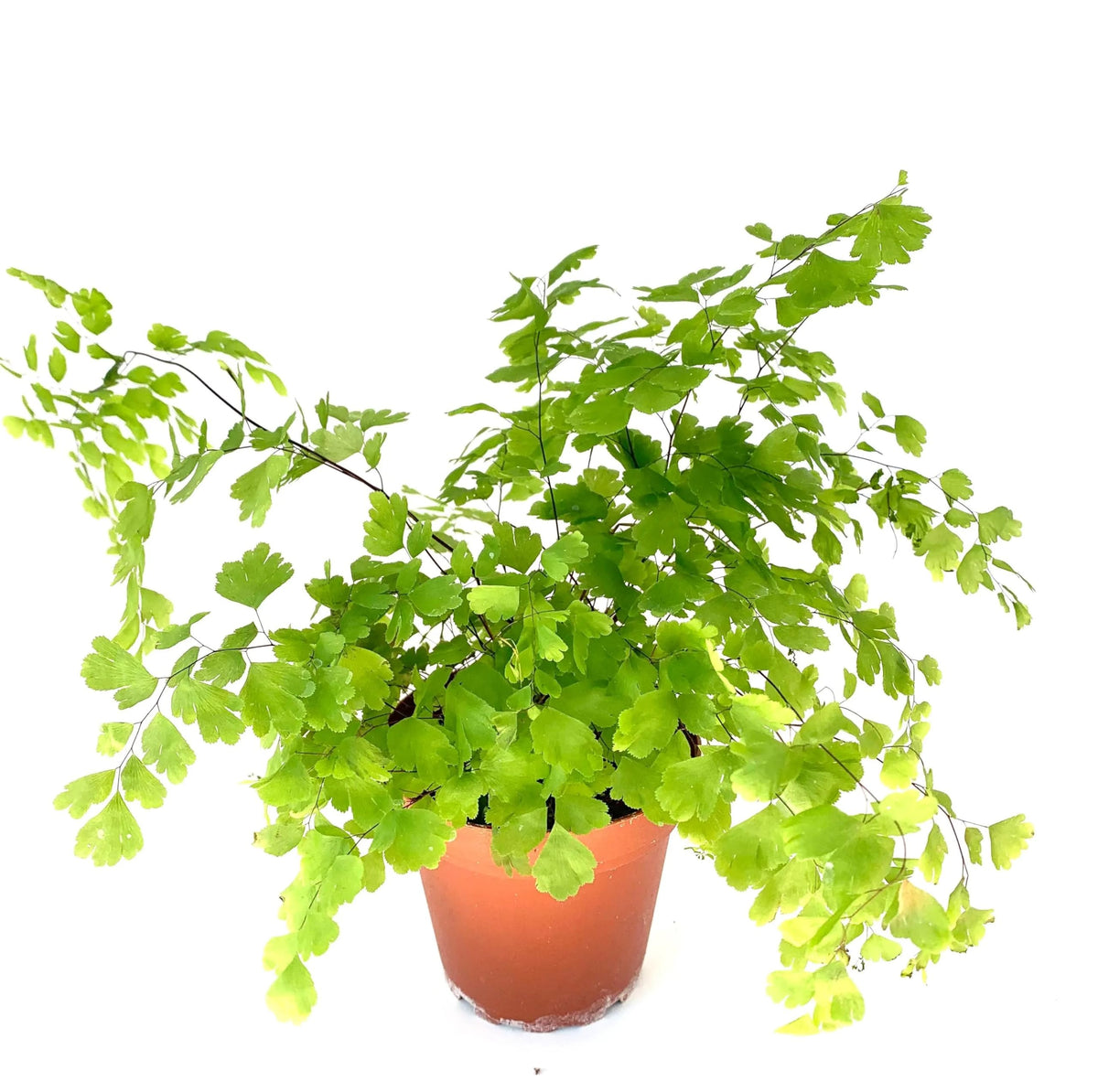 Potted fern on a white background