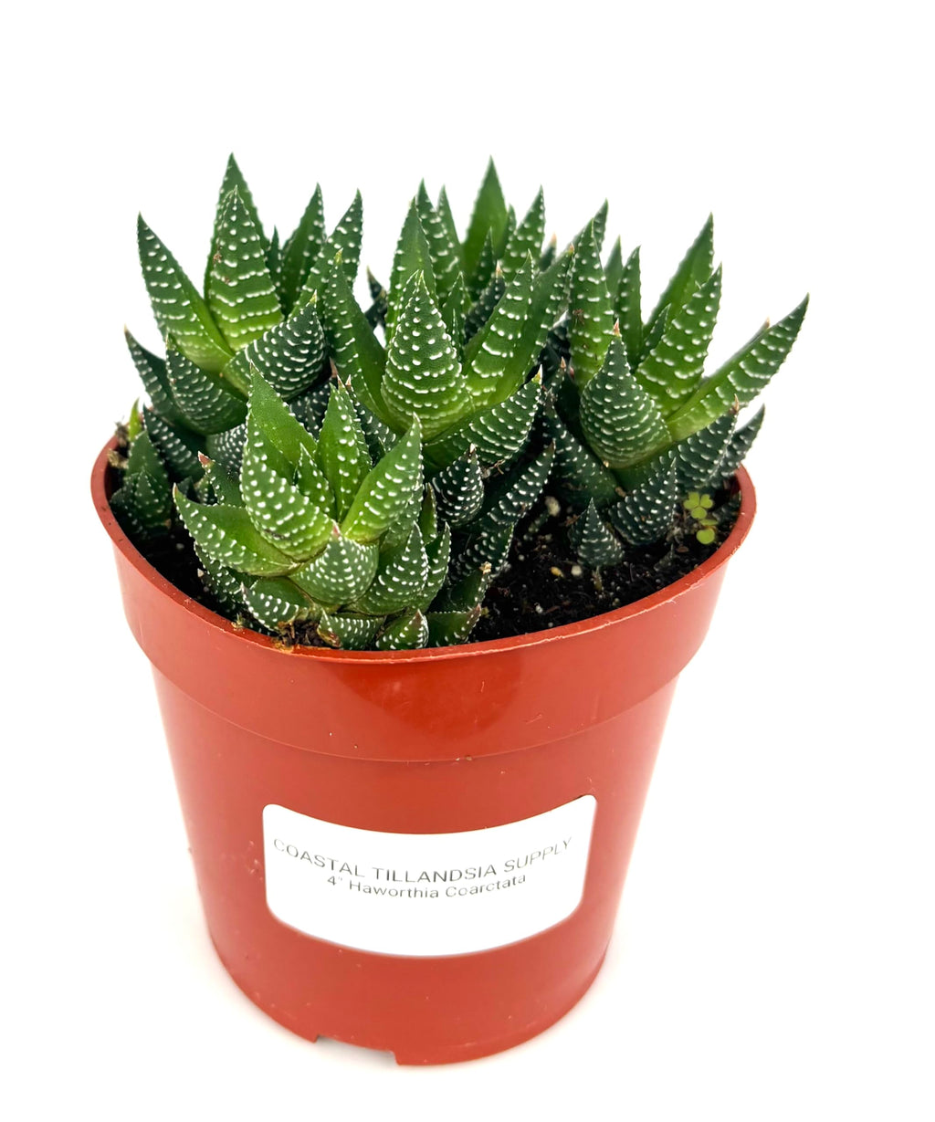 Haworthia Coarctata Succulent, 4" Pot, Green and White Rosettes, Low Maintenance Live Plant