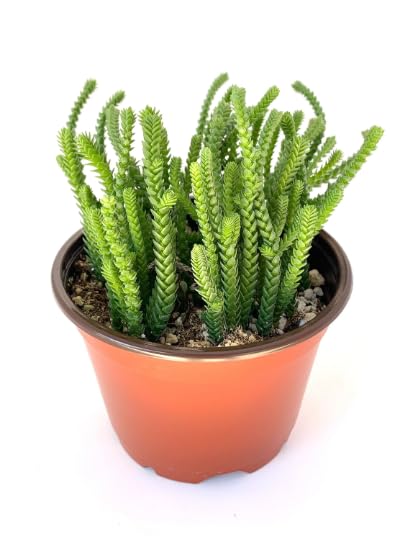 Watch Chain Succulent Crassula Muscosa Live Potted Succulents Houseplants