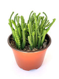 Watch Chain Succulent Crassula Muscosa Live Potted Succulents Houseplants