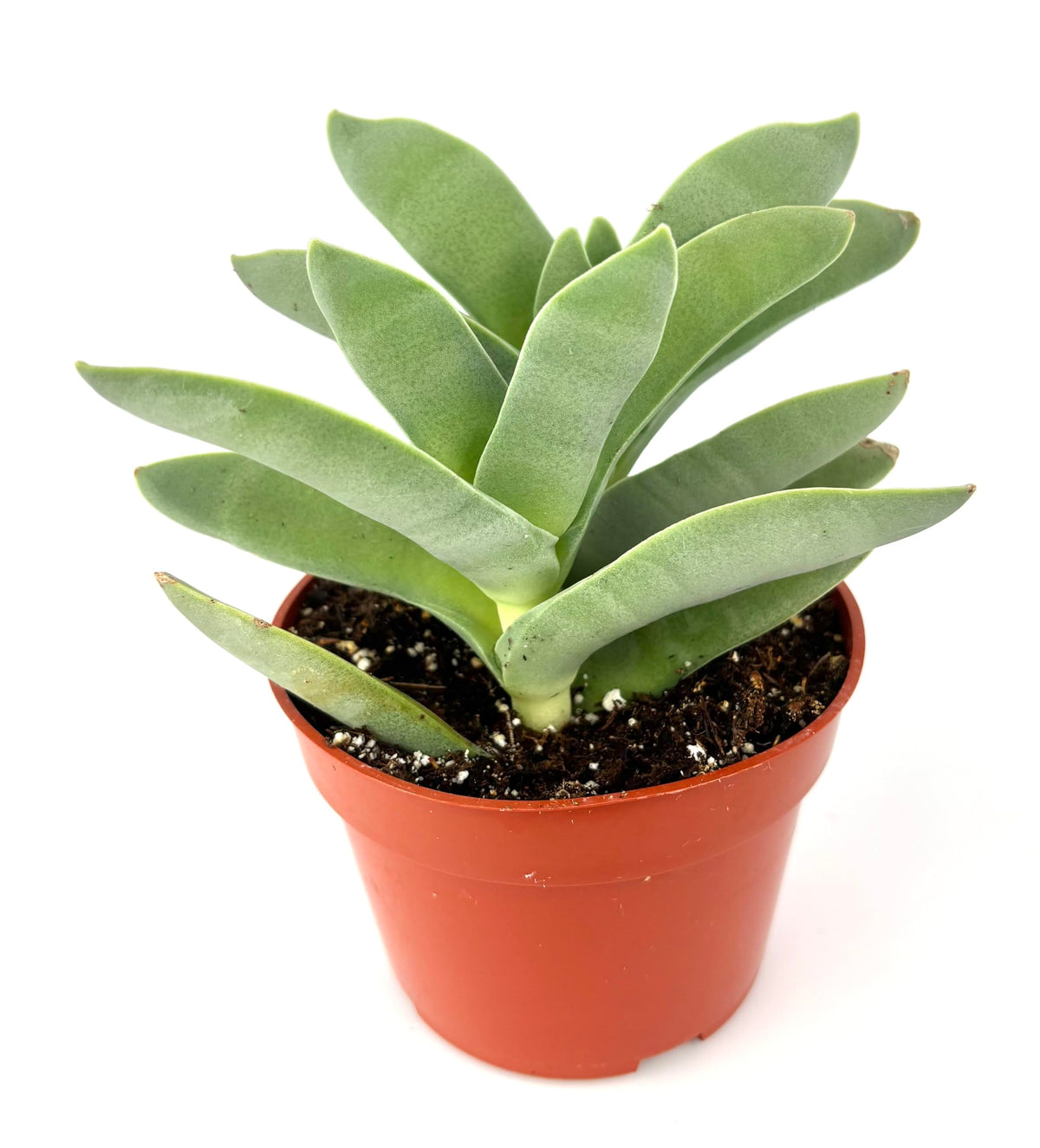 Potted Propeller Succulent plant on a white background