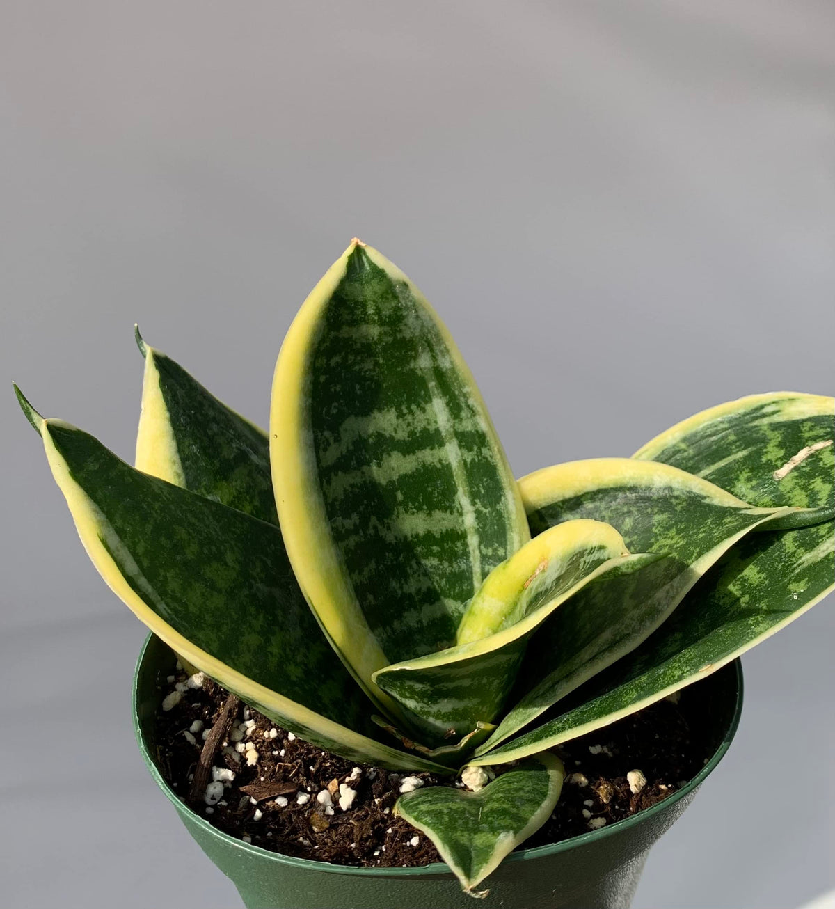 Potted snake plant with green and yellow leaves on a gray background