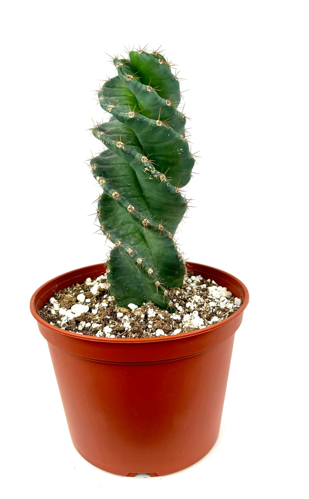 Spiral Cactus Cereus Forbesii Spiralis Large 8-12"+, 6" Pot