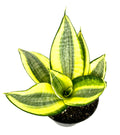 Green and yellow sansaveria plant in a pot on a white background