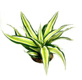 Dracaena Malaika green plant with white stripes on a white background