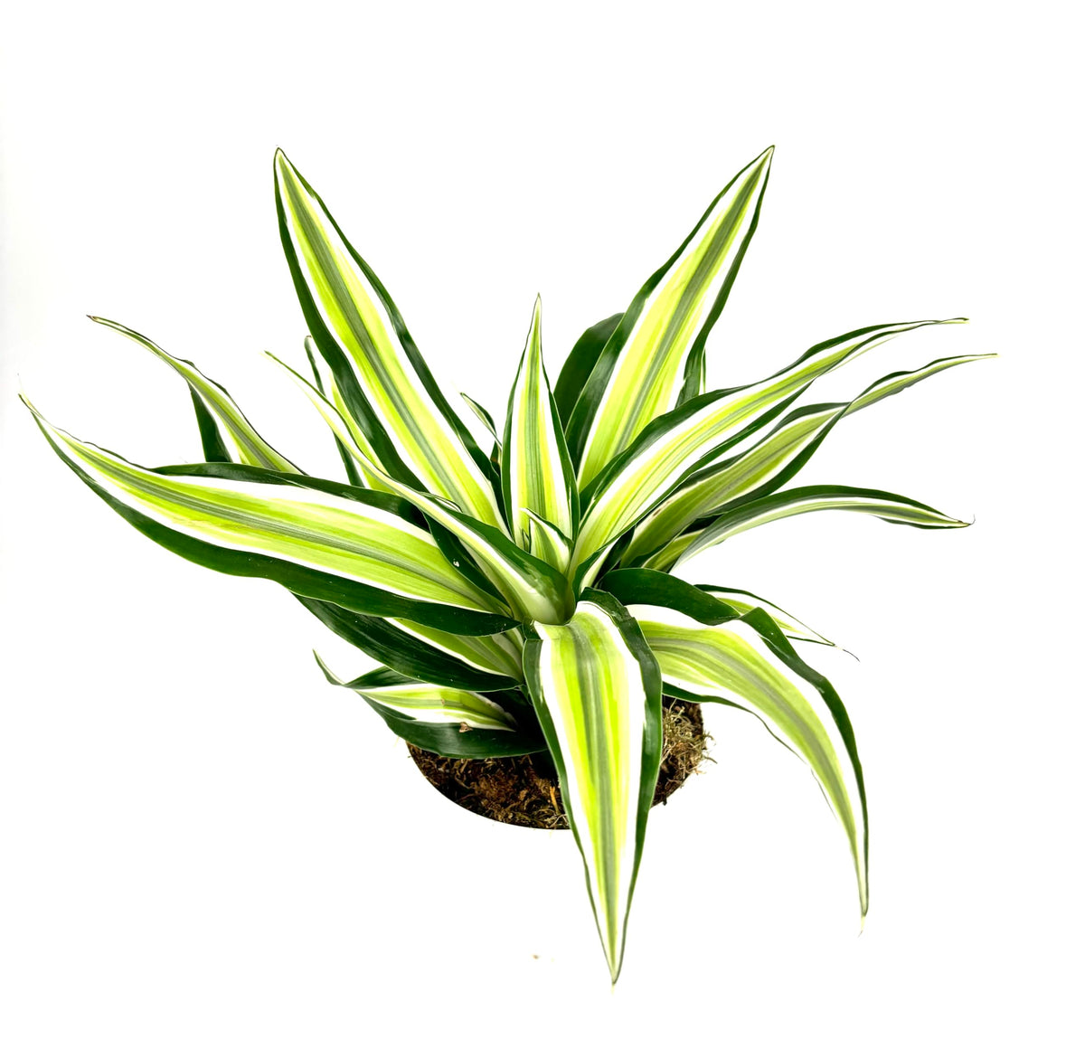 Dracaena Malaika green plant with white stripes on a white background