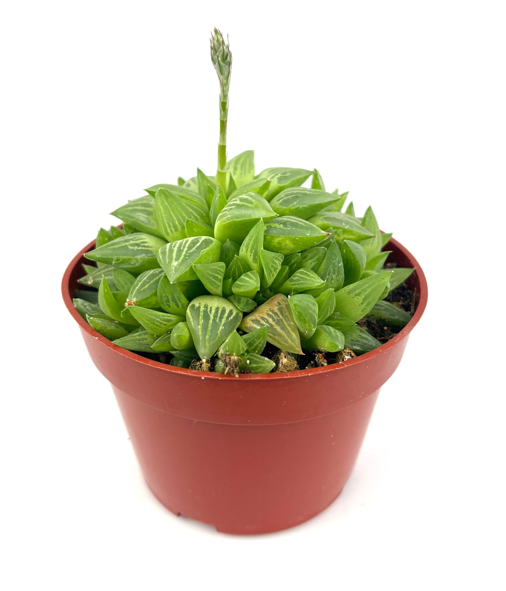 Potted succulent plant on a white background