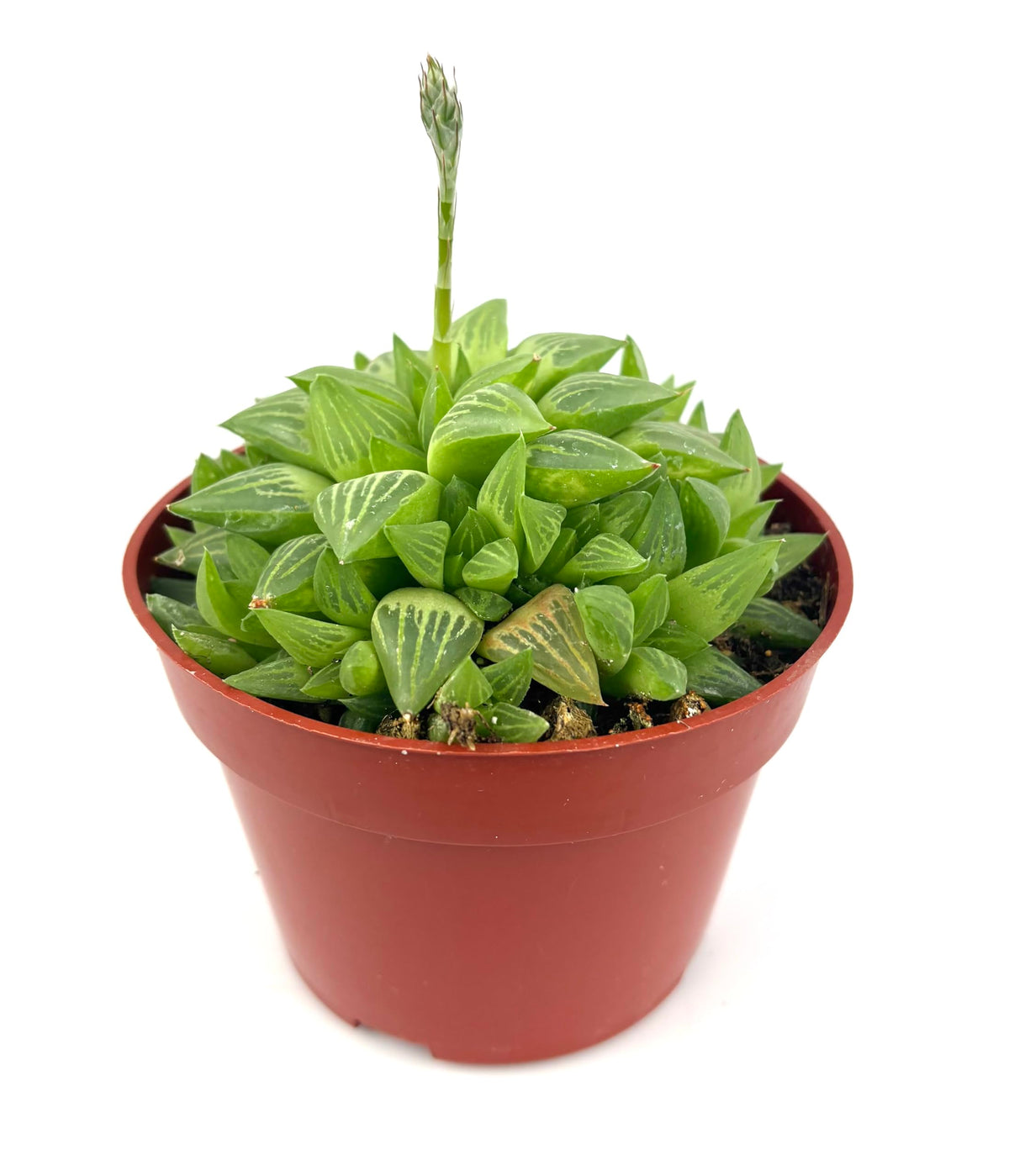 Potted succulent plant on a white background