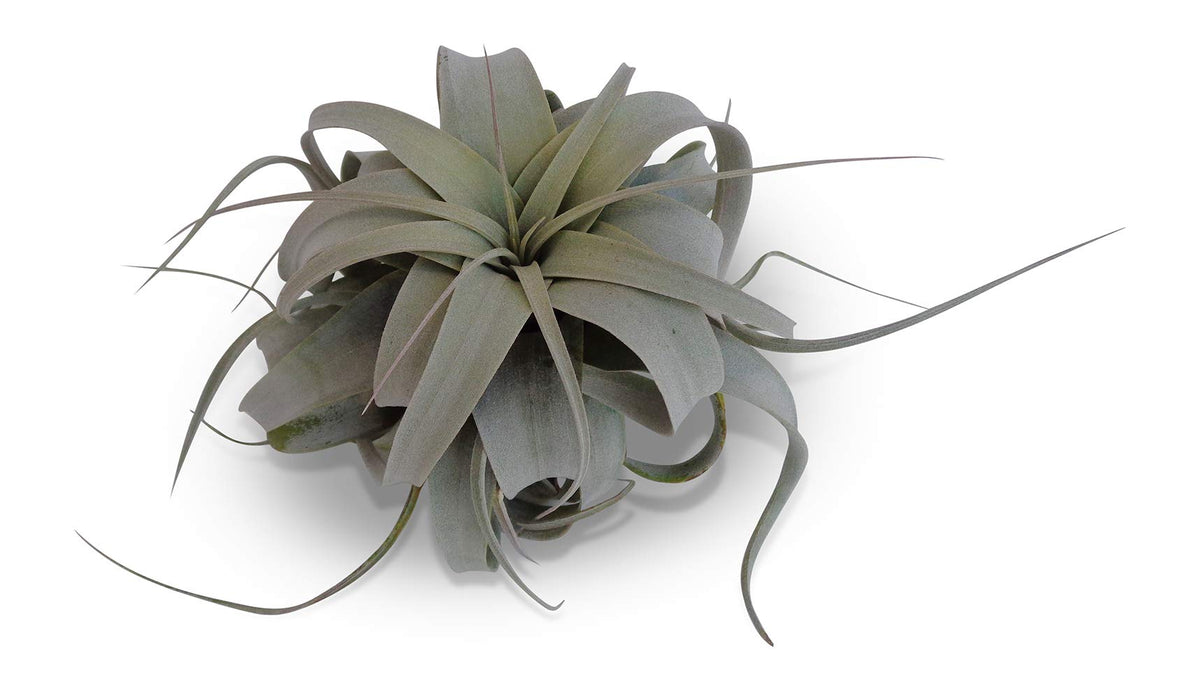 Tillandsia Xerographica Med/Lg Air Plants CTS Air Plants 4"-6"