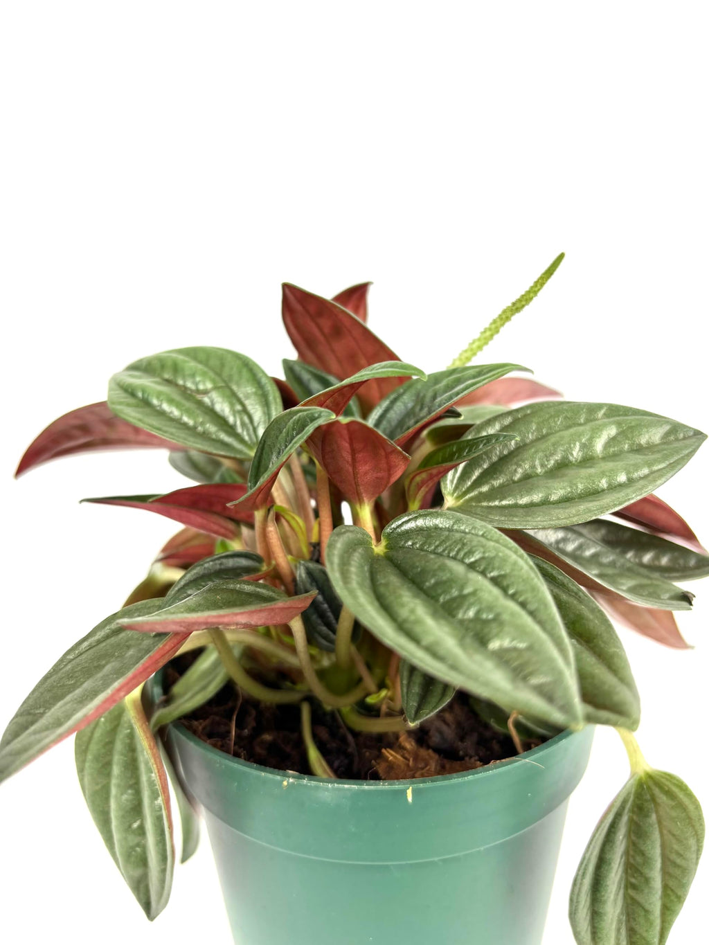 Potted peperomia houseplant with green and red leaves on a white background
