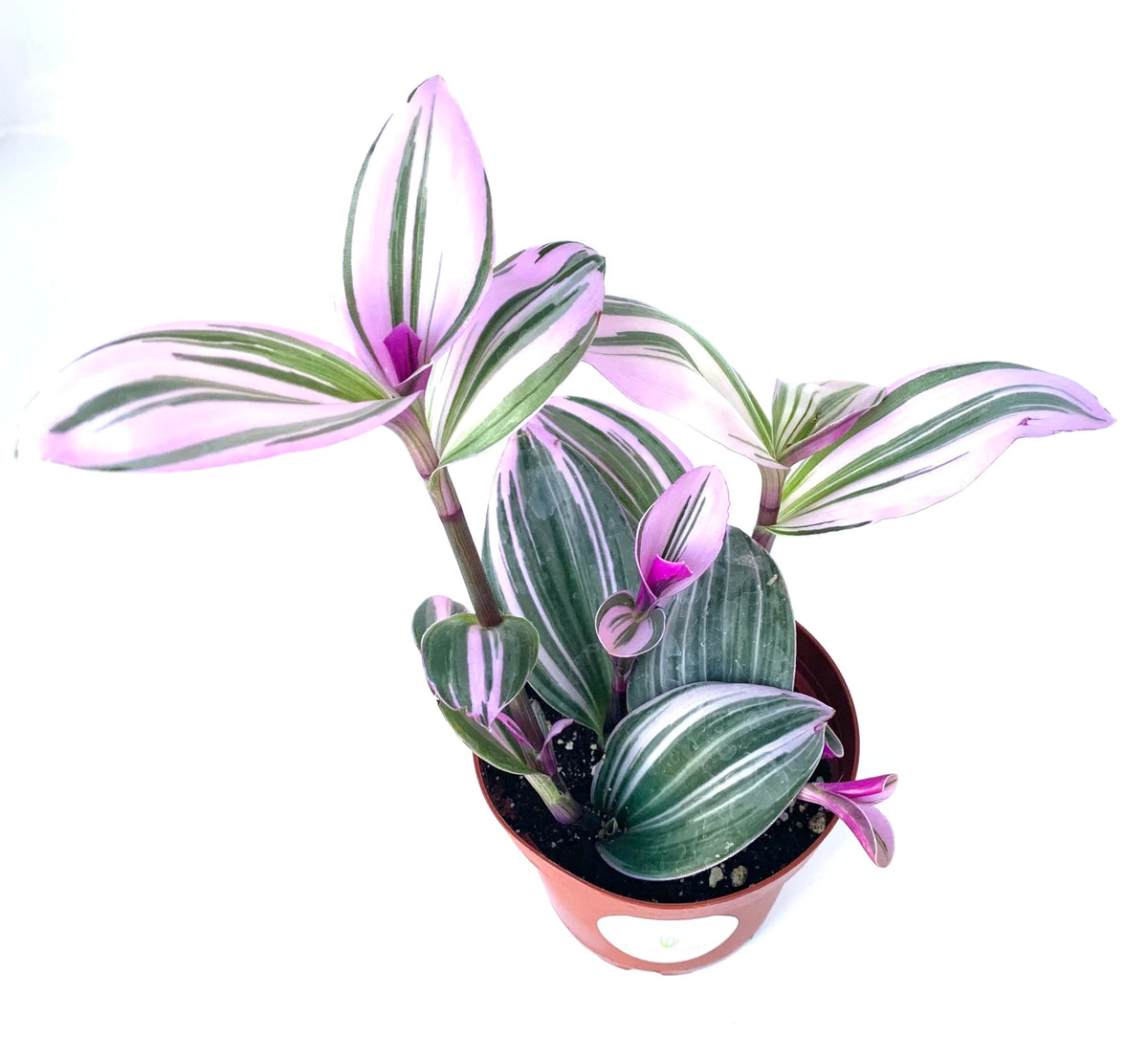 Top view of a Tradescantia Nanouk plant with pink and green striped foliage
