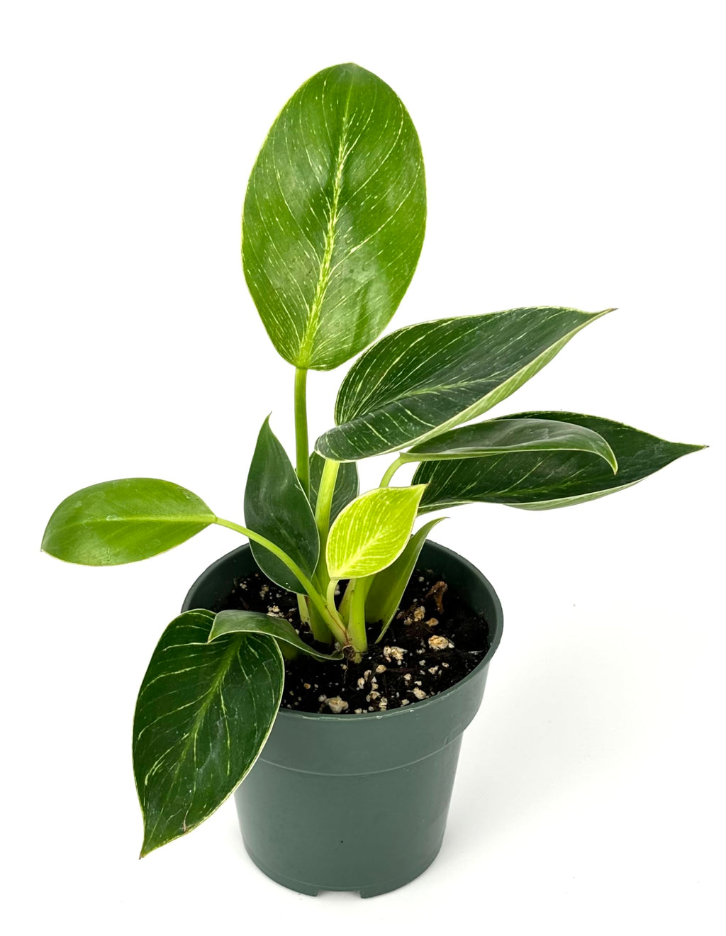 Potted plant with green leaves on a white background